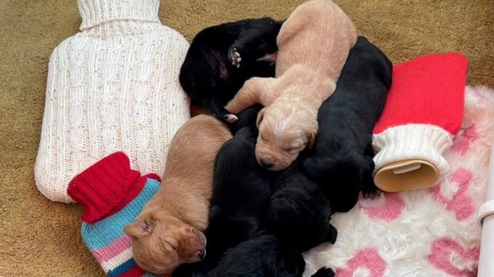 Puppies lying on hot water bottles