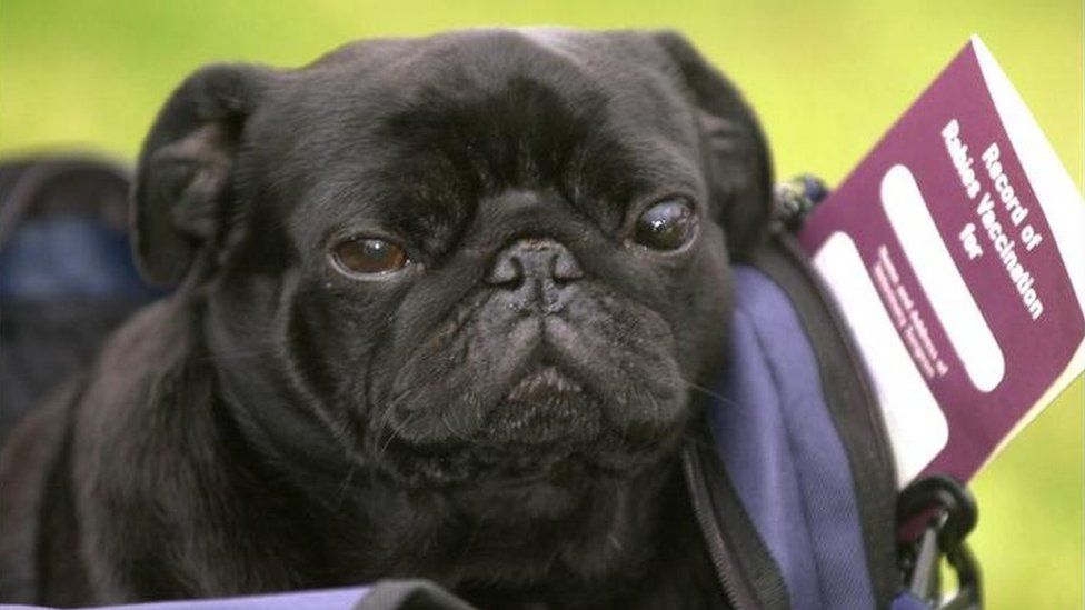 A dog called Frodo Baggins, which was the first to travel to the UK using a pet passport