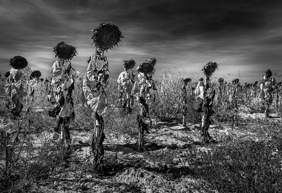 Black and white photo of sunflowers