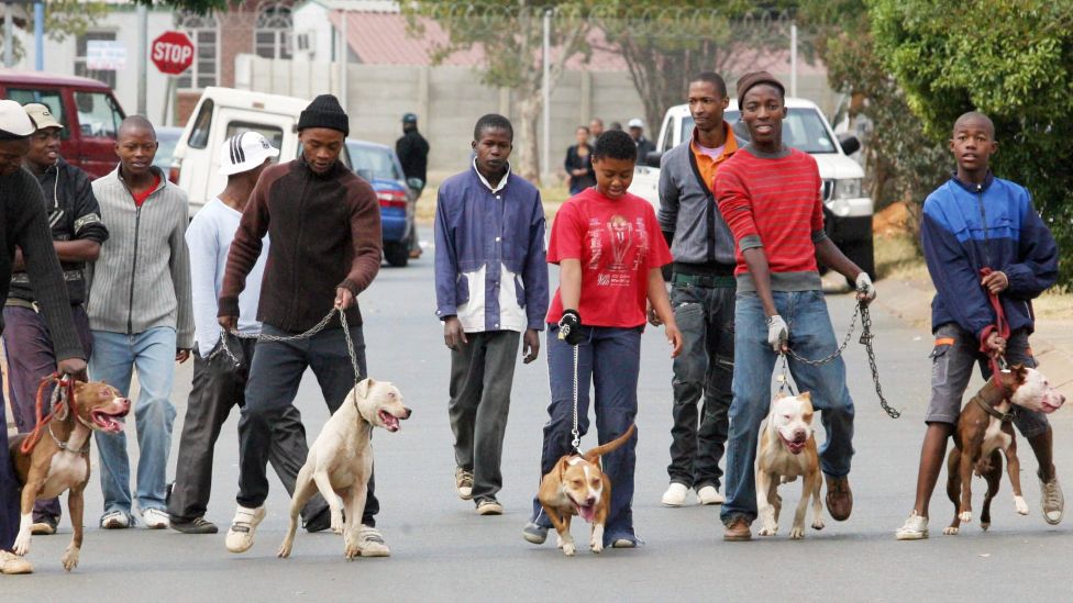 Pit bull owners walking their dogs on a street in Soweto, South Africa - 2009