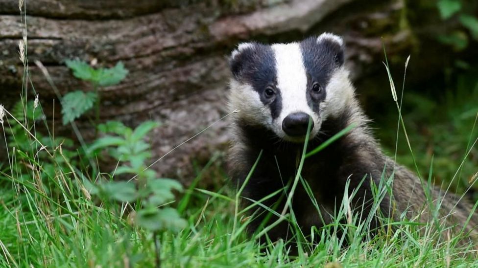 Road reopens months after badger sett halts repair work - BBC News