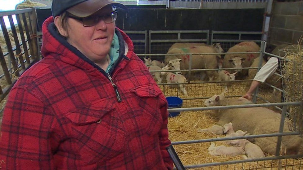 Cellan farmer's shock as sheep delivers five live lambs - BBC News