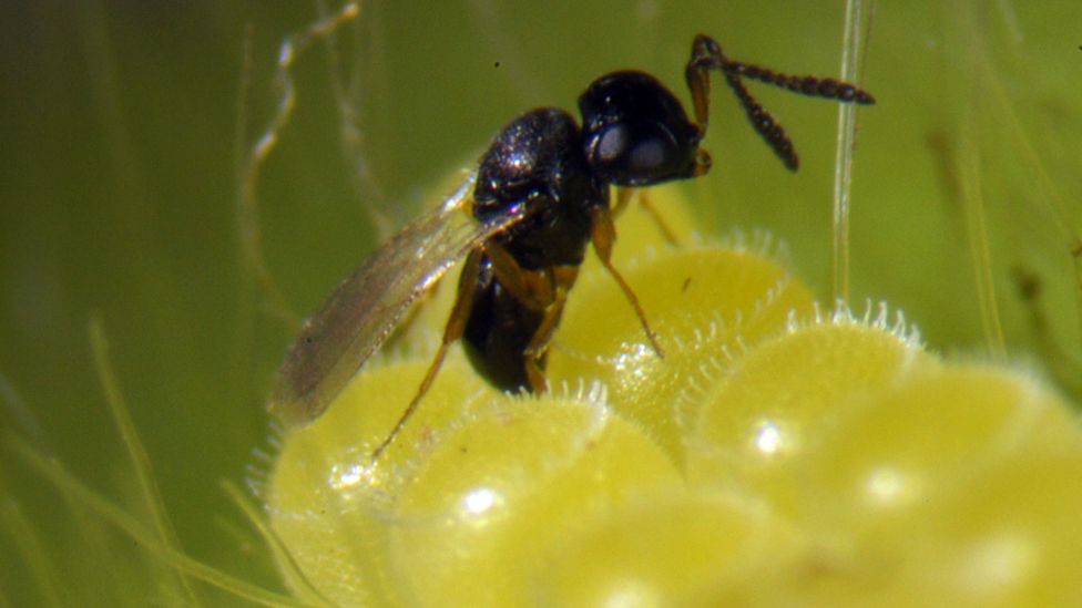A trichogramma wasp