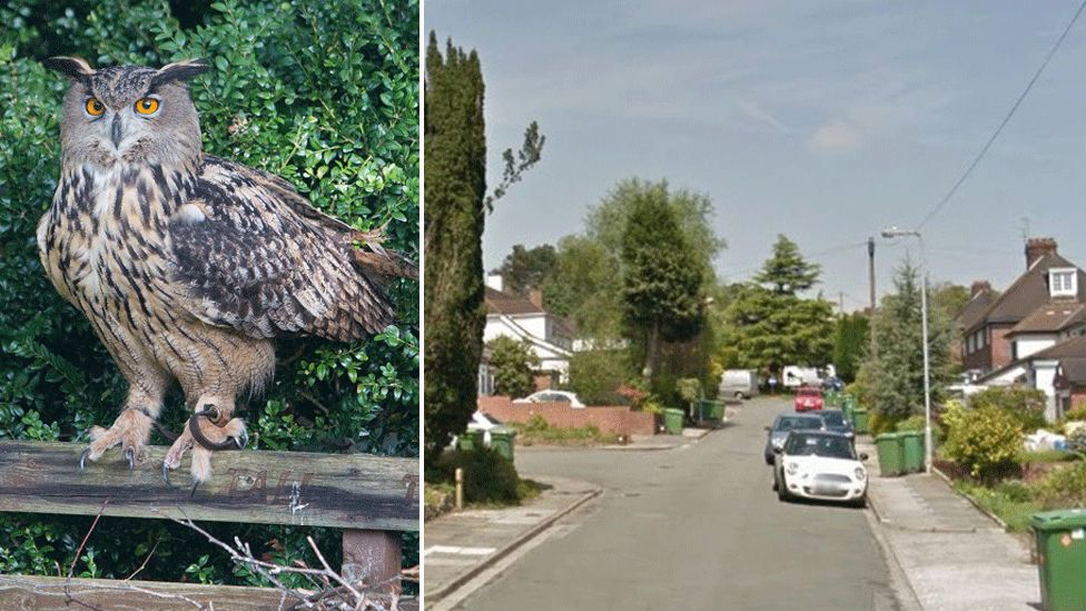 Eurasian eagle owl snapped in garden at West Rise, Llanishen