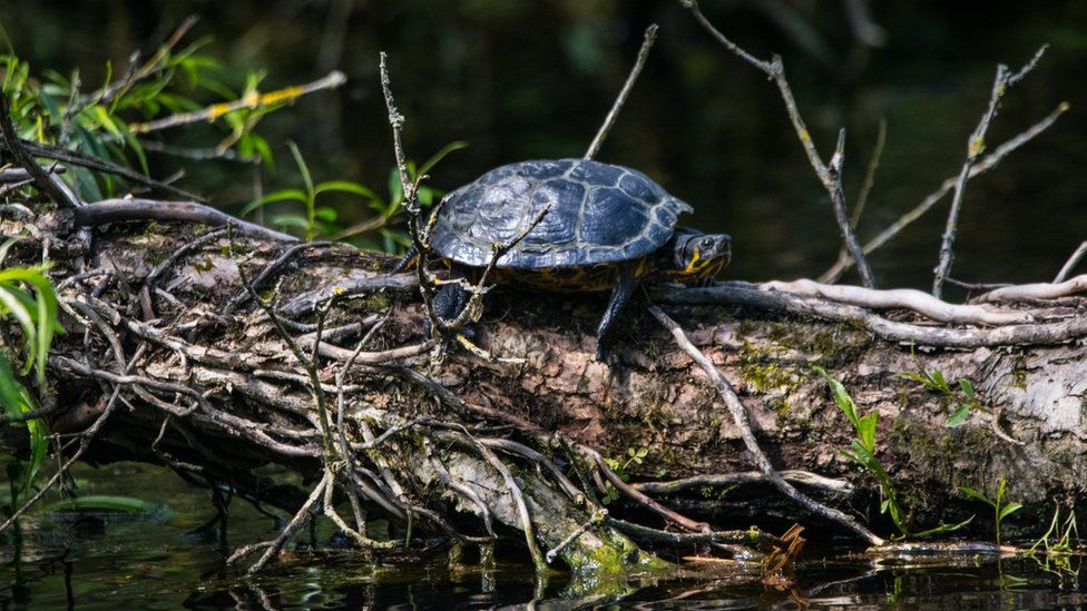 Rare terrapin caught on camera at Yeovil Country Park - BBC News