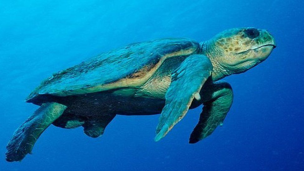 Sea Turtle Sightings Down In The Uk And Ireland - Bbc Newsround