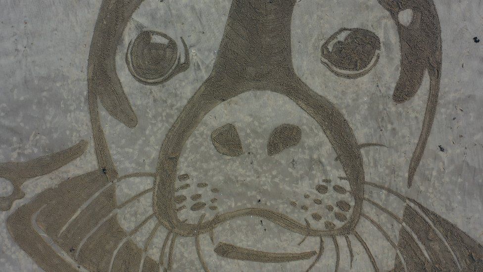 Sand drawing of a seal on Cayton Bay, North Yorkshire