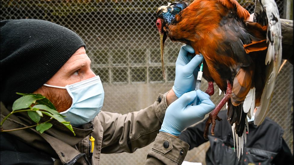 Un veterinario francés inyecta una vacuna a un pájaro