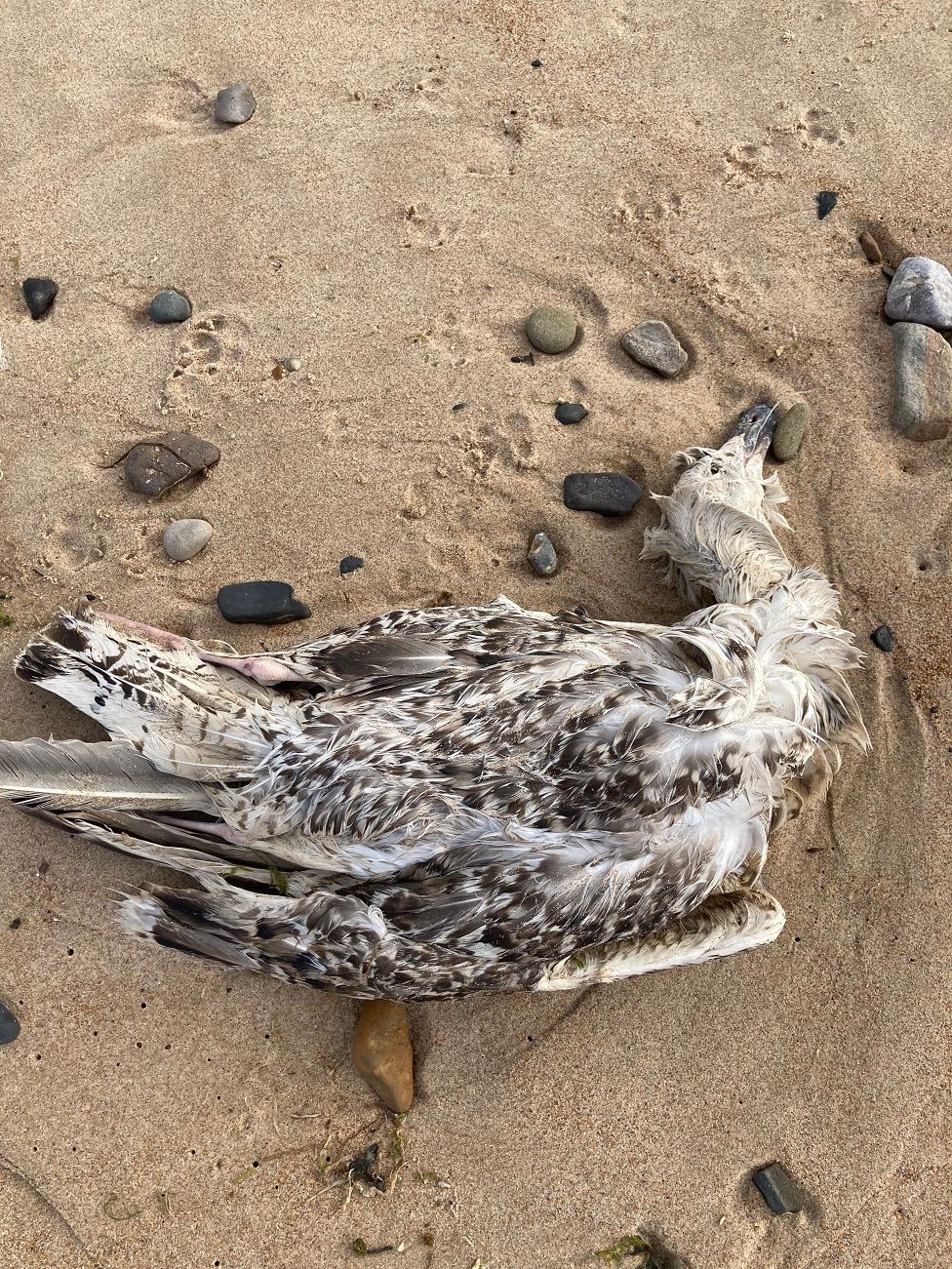 Dead Herring Gull