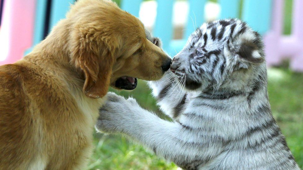 A golden retriever puppy and white tiger cub playing