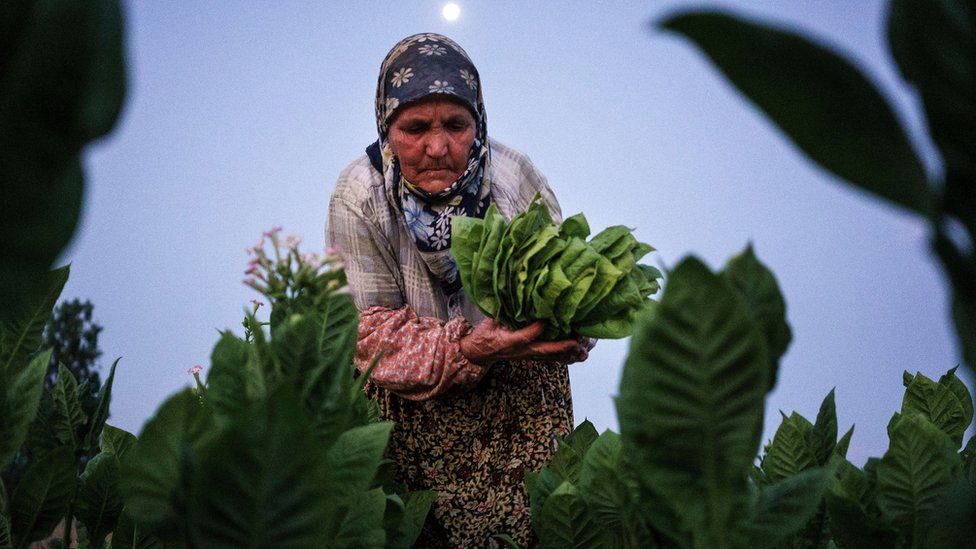 A woman collects tobacco leaves near the village of Kukuryak, bULGARIA