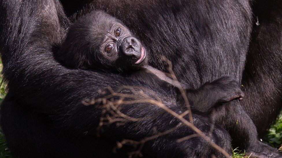 Baby gorilla Juni being cradled