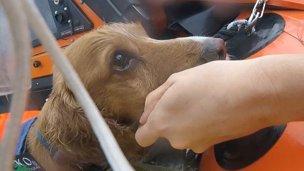 Dog in 100ft Torbay cliff fall 'to make full recovery' BBC News