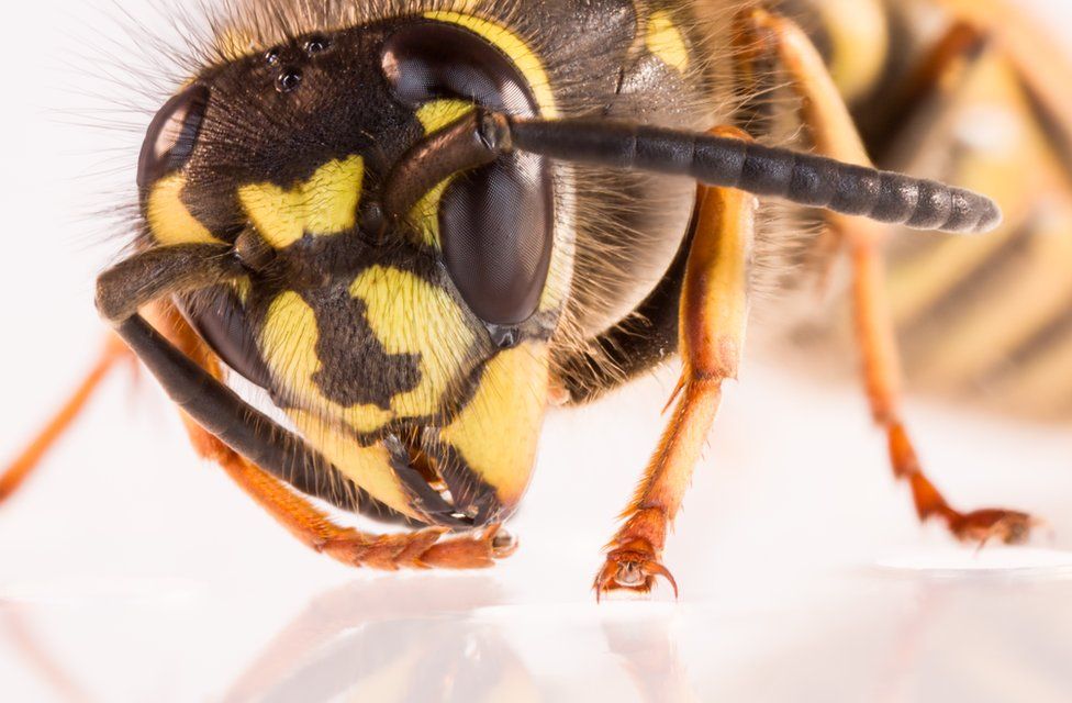 What's really the point of wasps? BBC News