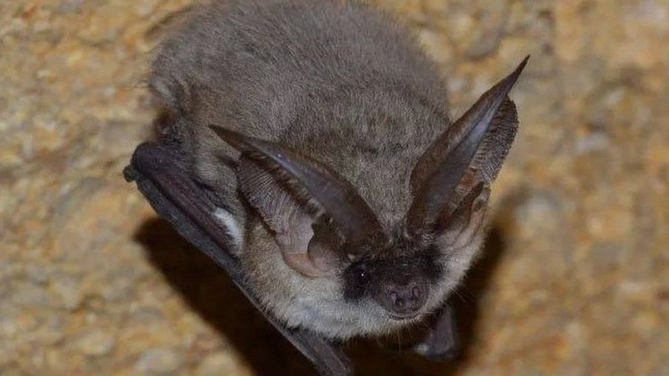 Searching for poos Rare bat found in a church in Somerset BBC Newsround
