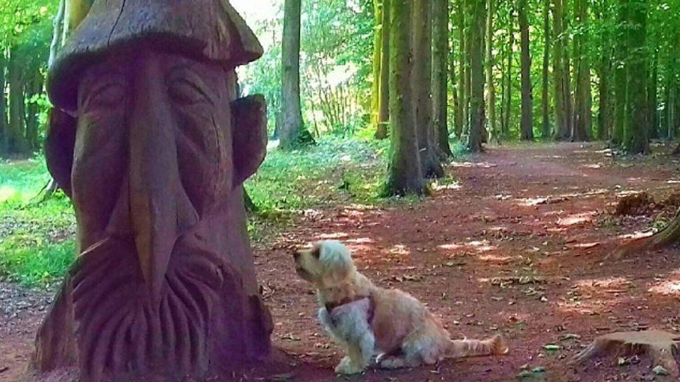 Charlie the cavapoo looks at a wooden sculture at Fforest Fawr