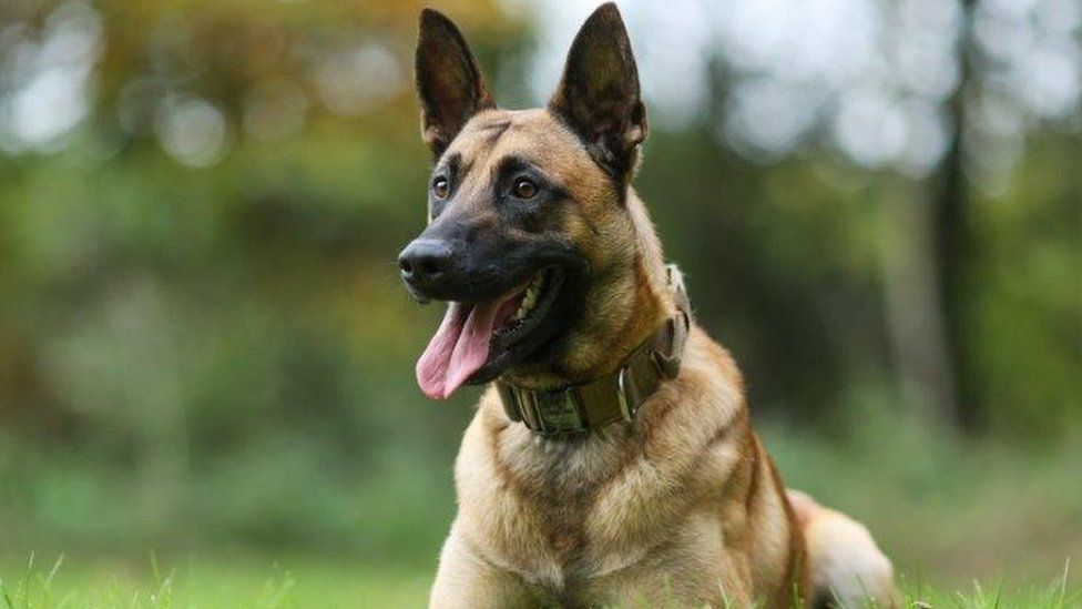 Police dog Seth snares burglary suspects in Mansfield - BBC News