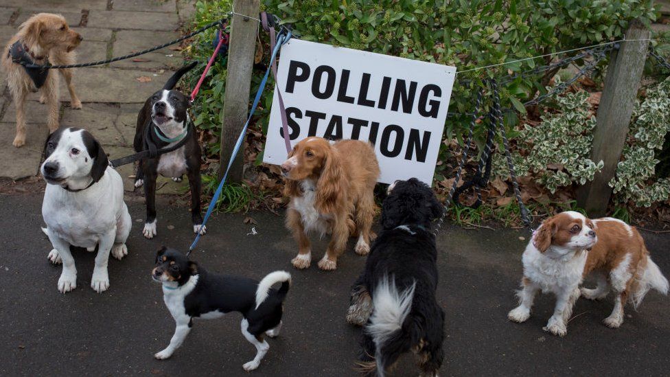 Dogs astatine  polling station