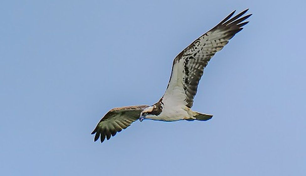 An osprey in flight