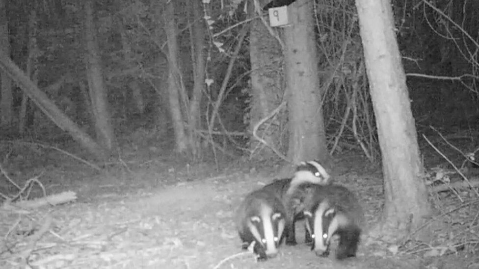 Badgers in the woods
