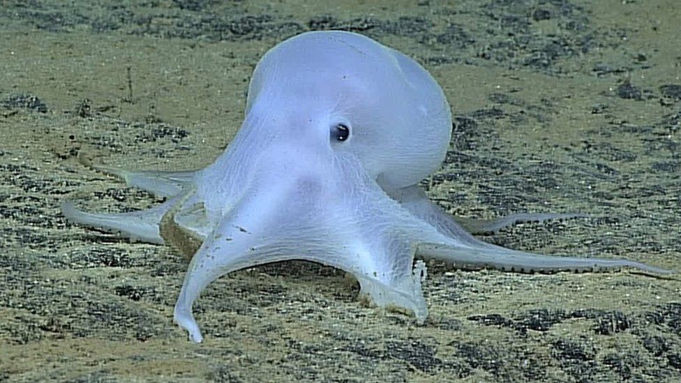 'Casper' Octopus