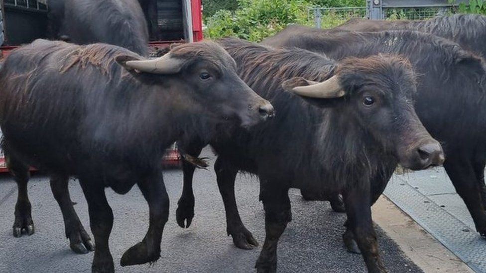 Water buffalo arriving at Thorley Wash Nature Reserve