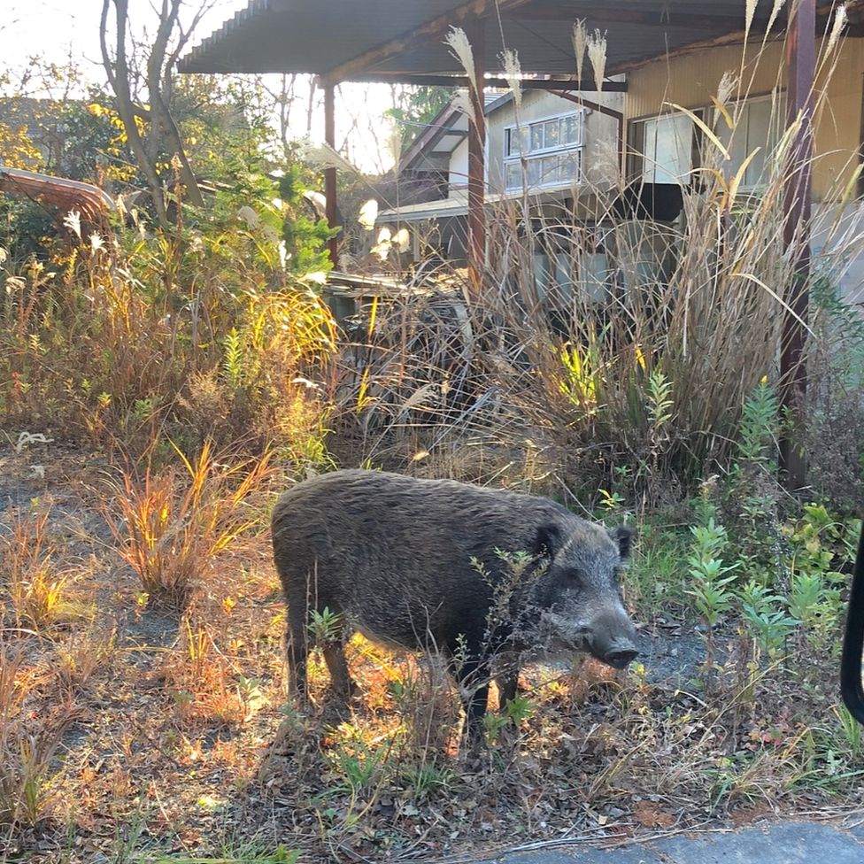 Wild boar in the Fukushima exclusion zone (c) Donovan Anderson