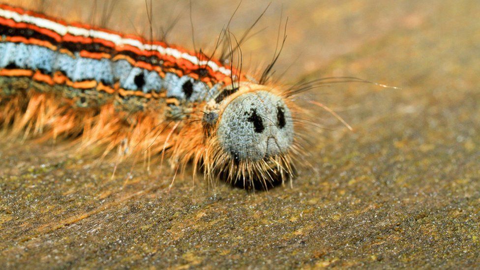 Caterpillar looking sad