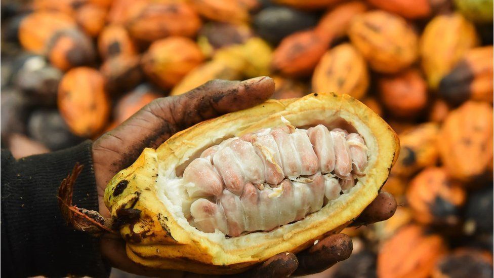 A farmer holding raw coco in their hand in Ekoumdouma, Cameroon - Monday 22 November 2021.