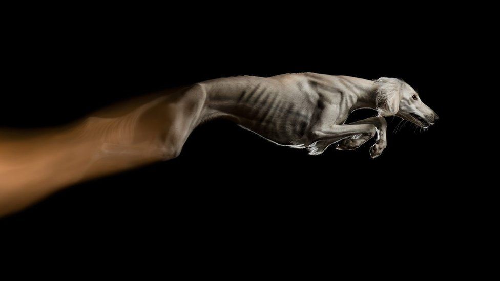 Dog Photography of the Year Awards 2023 Who's a beautiful dog? BBC