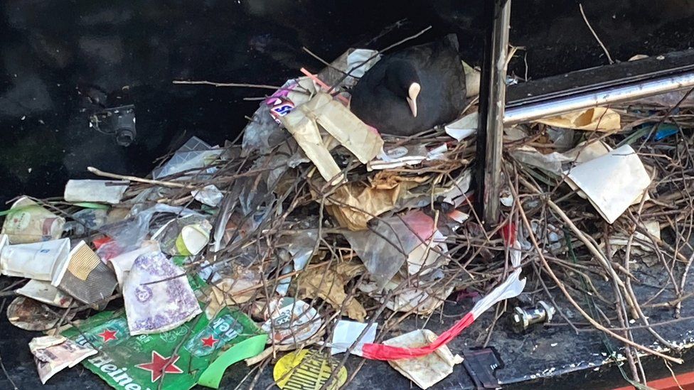 This coot in the Netherlands is difficult to spot amid all the rubbish in its nest
