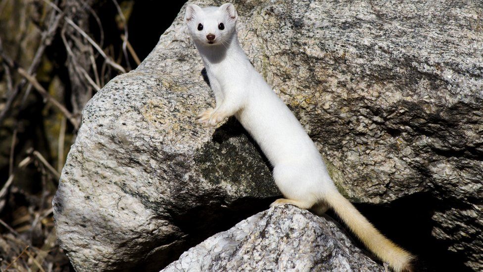 A stoat
