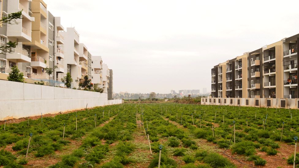 A farm flanked by new apartment buildings in Varthur, Bangalore