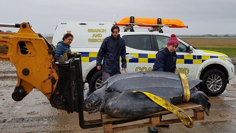 Turtle being recovered