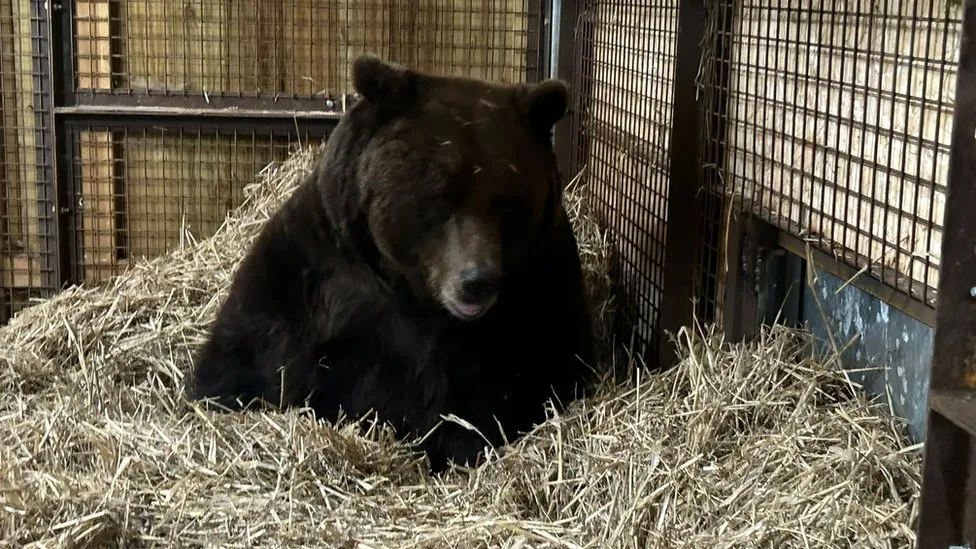 Rescued bear arrives in Devon via Eurotunnel