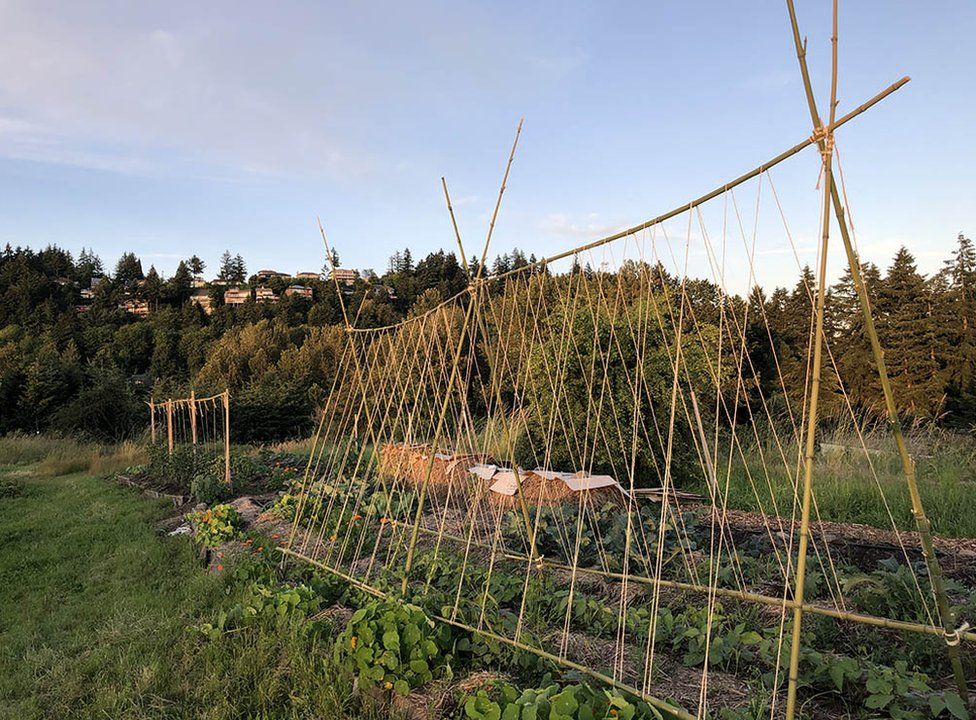 Protective structure made from sticks above a row of plants