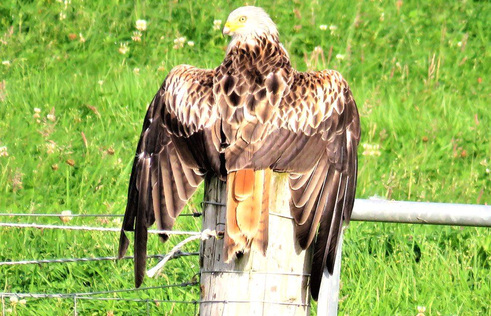 red kite drying off