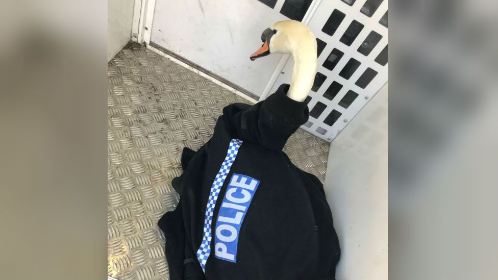 Swan wearing a police jacket