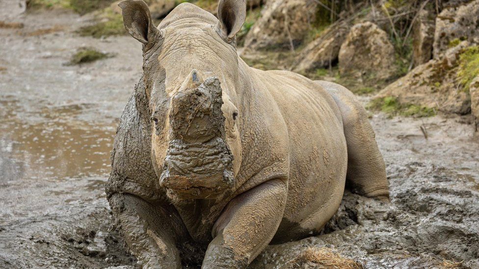 White rhino covered in mud. the male rhino is also sitting in mud