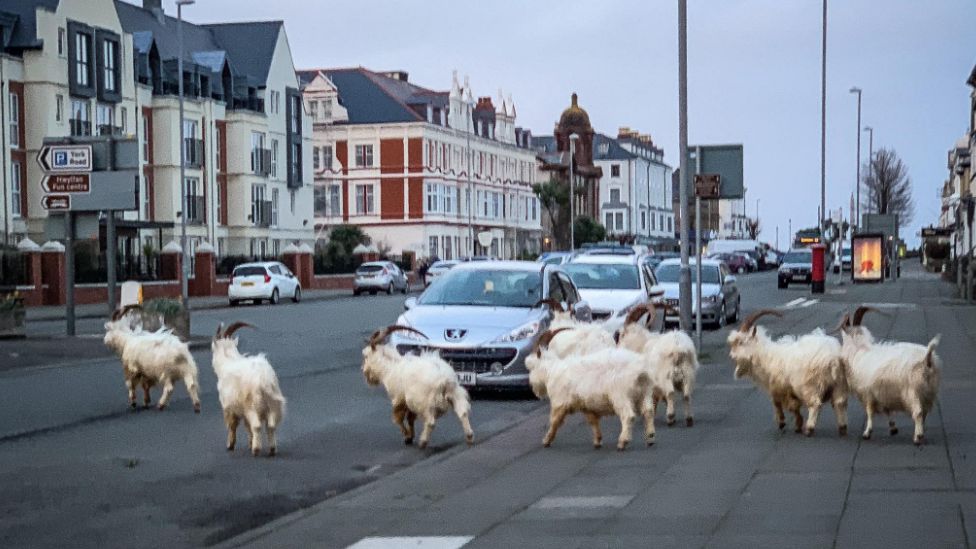 Goats on a street