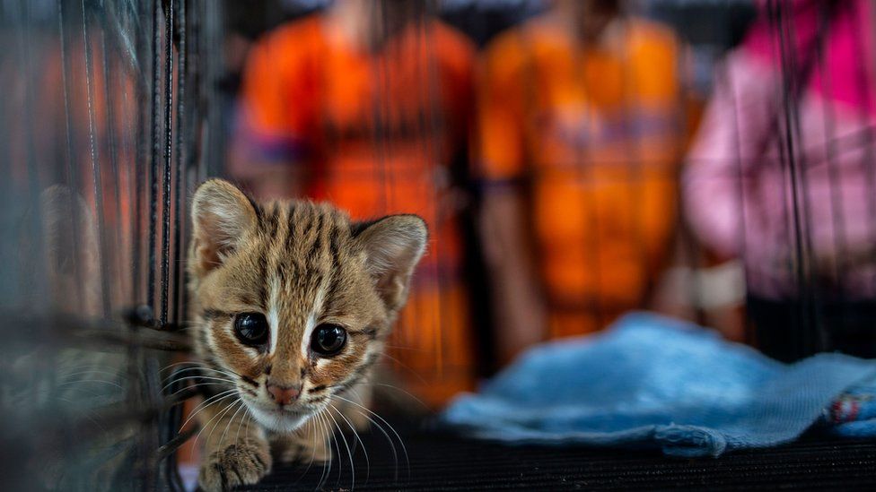 A young animal seized by authorities during an anti-smuggling operation in Surabaya on March 27, 2019