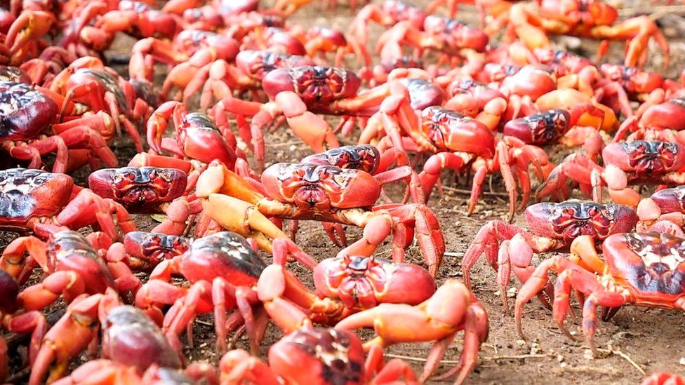 Red crabs cover Christmas Island