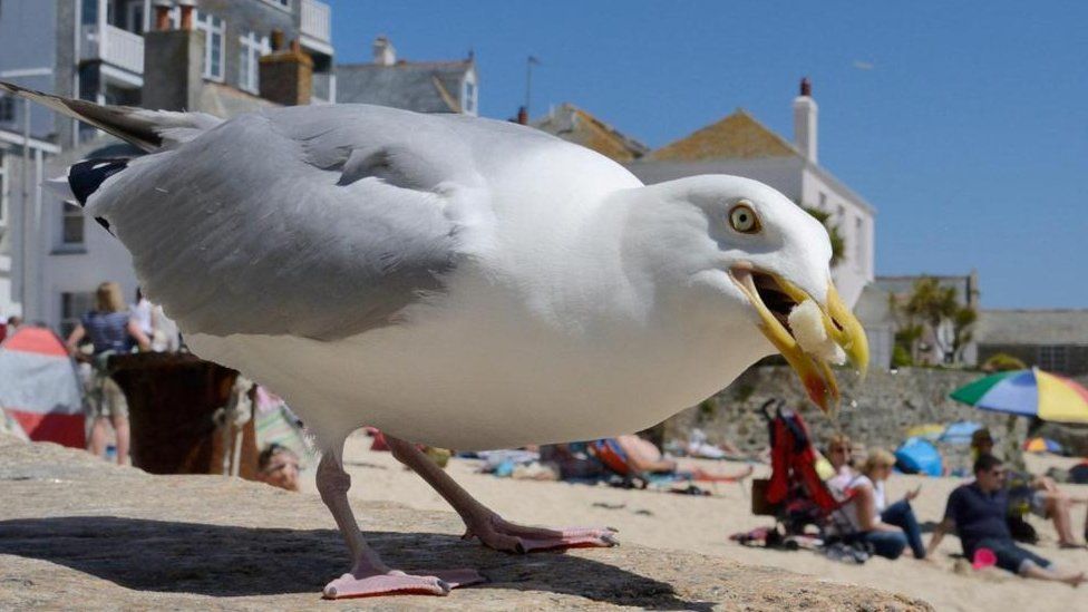 Seagull with food