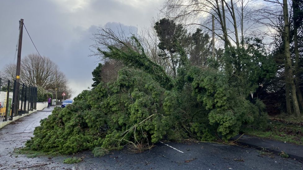Tree on the road at Irish Street in the Waterside area on Monday