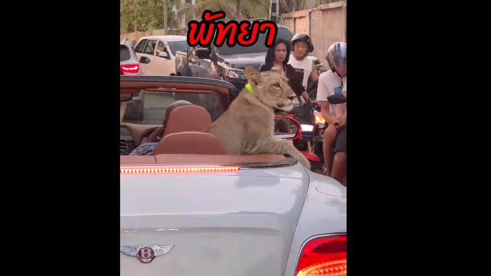 Screengrab from video showing chained lion cub seated in the back of a white, open-top Bentley.