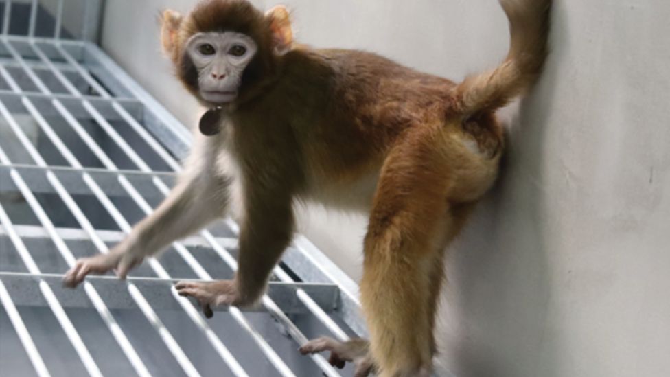 rhesus monkey medical research