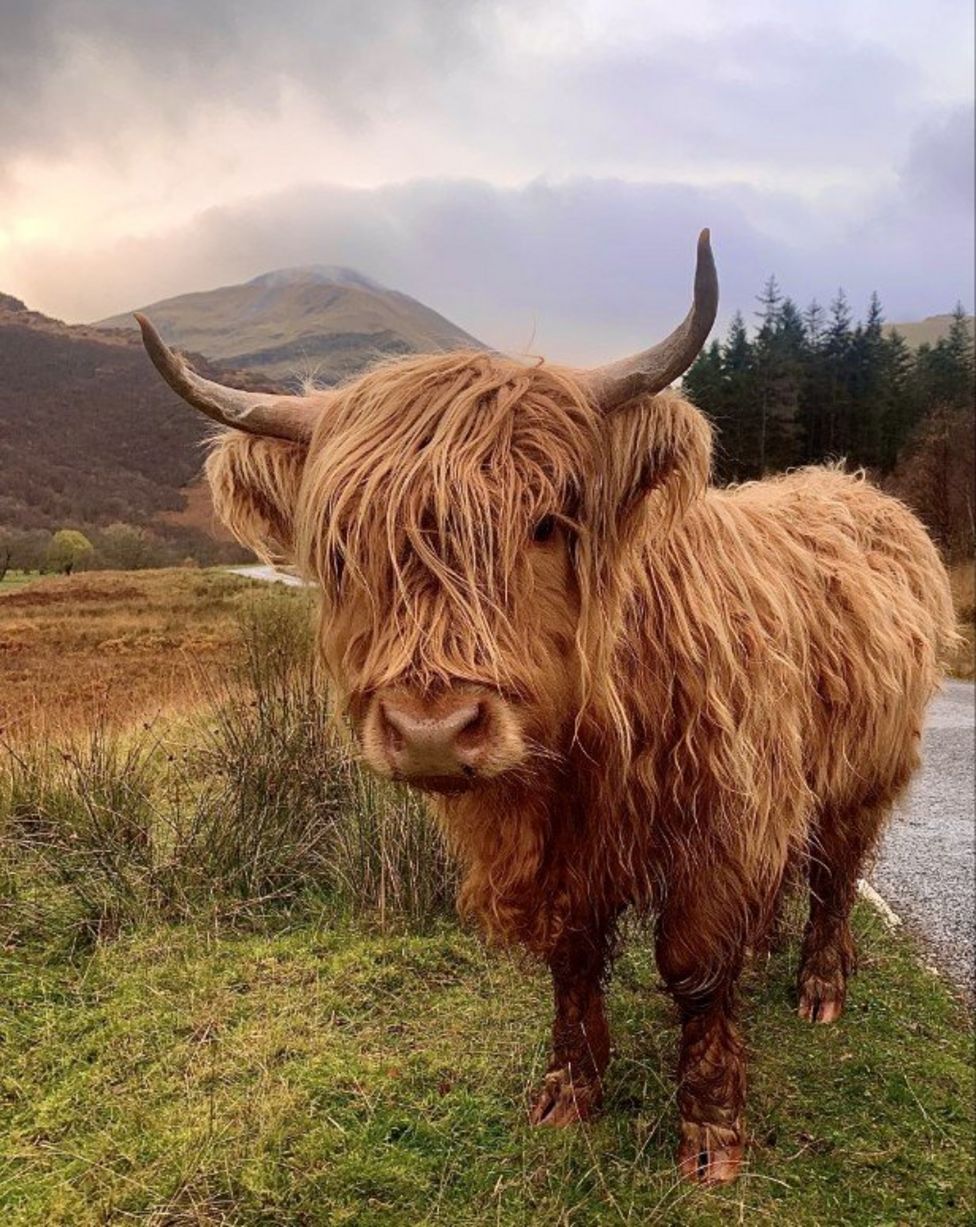 Your pictures of Scotland: 3 - 10 December - BBC News