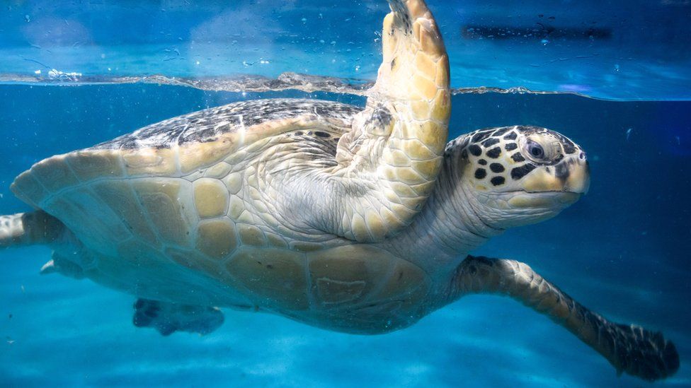 A green sea turtle swimming in an ocean