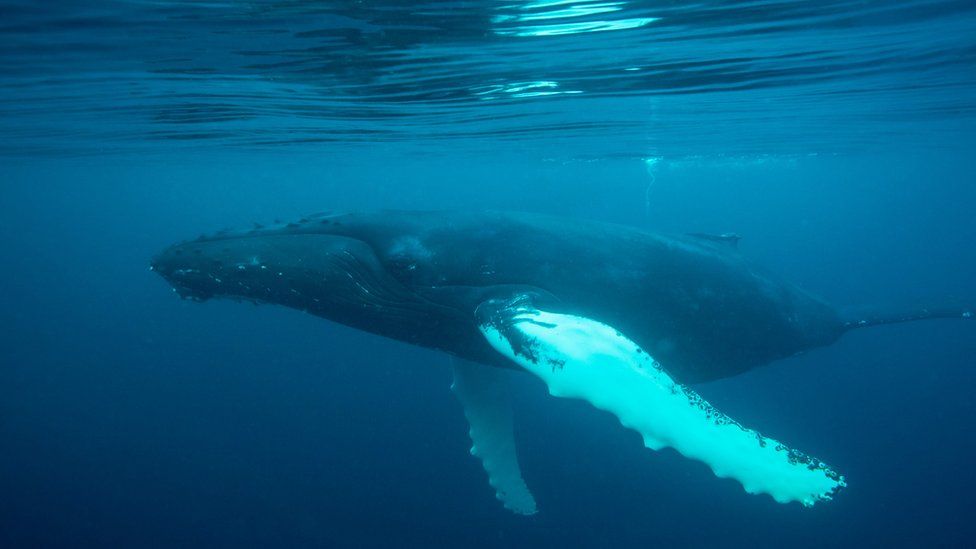 A humpback whale swims under the sea surface in Shetland Islands