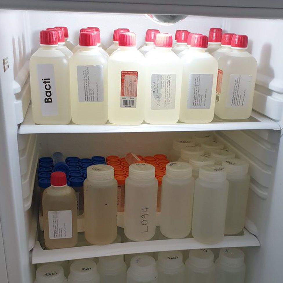 Water sample bottles lined up in a fridge